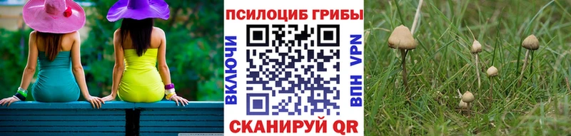 Купить где  Новомичуринск  Псилоцибиновые грибы прущие грибы 